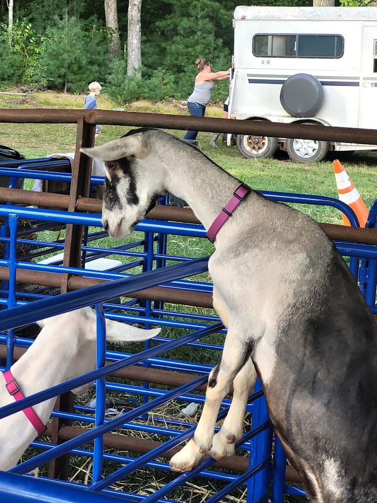 wapping fair image1 Wapping Fair Back in Action! - BISTRO BUDDY | Food & Drink Community Network  Join the Wapping Fair in South Windsor, CT, from September 5-8, 2024, for rides, crafts, shows, and more. Discover a community tradition reborn!