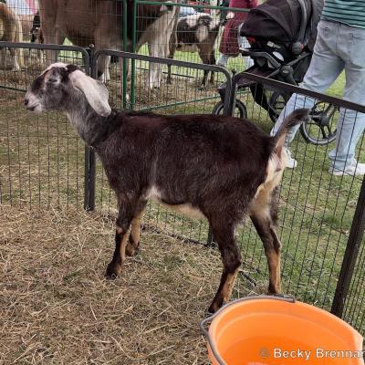 Spring Fest Mega Food Truck Festival 2023 Ledyard Town Green Daym Drops Special Guest Culinary Celebration Connecticut Free Community Event Family Fun Activities Photo Album1061