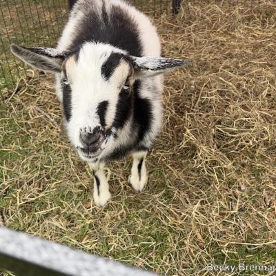 Spring Fest Mega Food Truck Festival 2023 Ledyard Town Green Daym Drops Special Guest Culinary Celebration Connecticut Free Community Event Family Fun Activities Photo Album1171