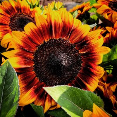 West Hartford Farmers Market