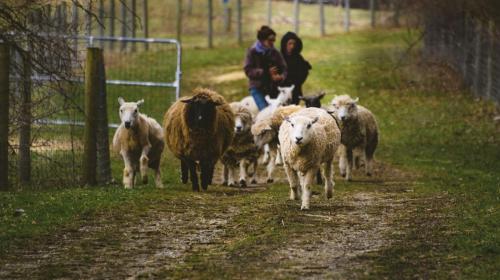 Connecticut Sheep Breeders Association