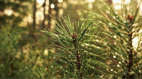 Woodbury Ct Parks And Recreation