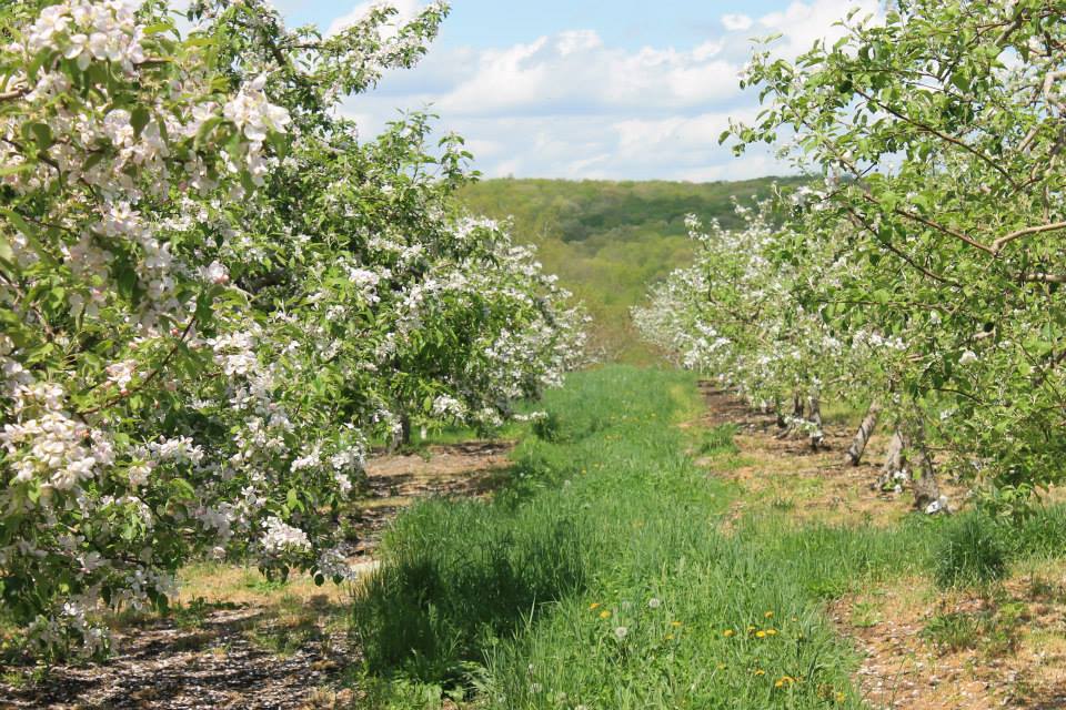 Discover fresh local produce, family atmosphere, and seasonal events at Bluebird Hill Farm in Lebanon, CT—your destination for farm-fresh goodness