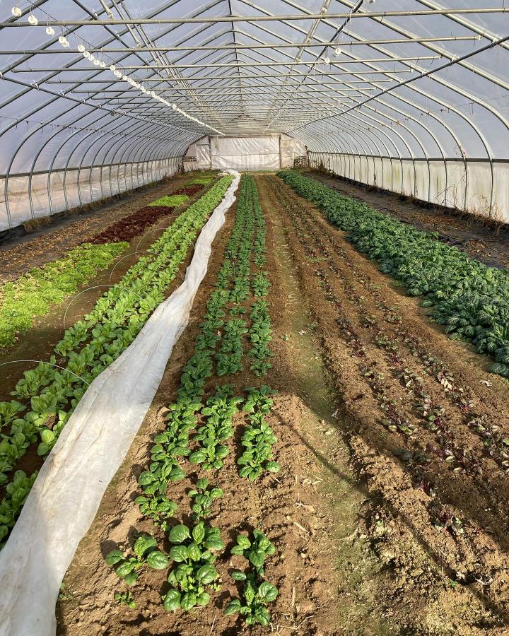 Join Russo’s Roots in Canterbury CT for 2025 CSA shares and farmstand Saturdays—certified organic veggies, SNAP/EBT accepted. Family-friendly, sustainable, and vibrant!