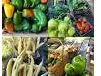 Higganum Farmers Market
