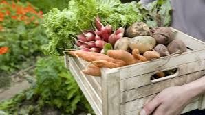 Greenwich Farmers Market