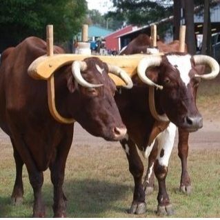 Union Agricultural Society