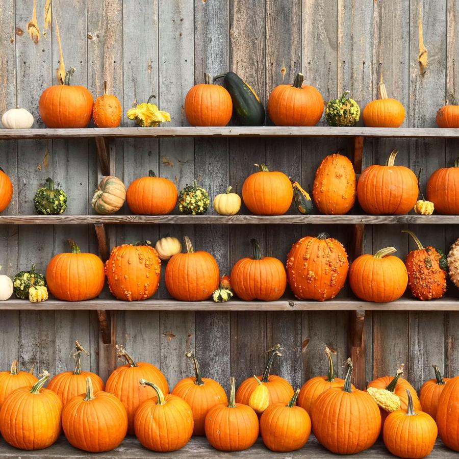Boston Pumpkin Festival - Magical Pumpkins in 2025